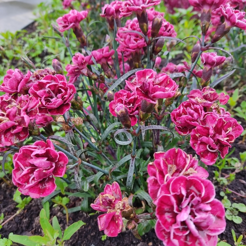 Những đóa hoa cẩm chướng nở rộ trong vườn