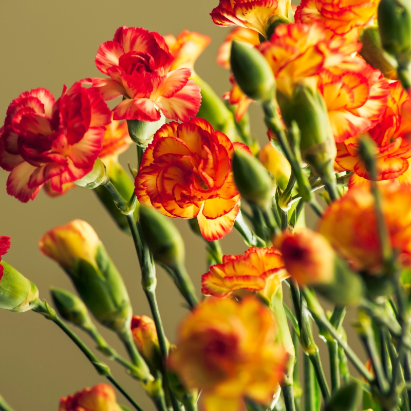 Sự tươi mới và quyến rũ của hoa cẩm chướng