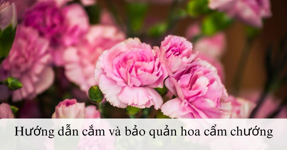 Hướng dẫn cách cắm và bảo quản hoa cẩm chướng