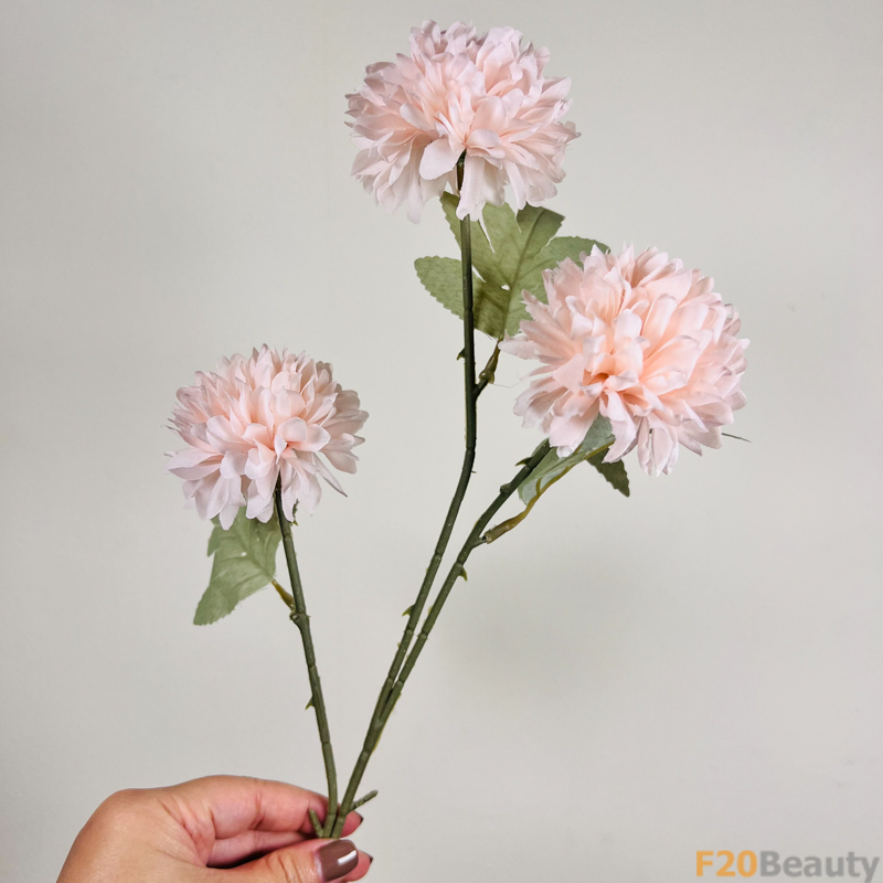 Hoa thược 3 bông màu hòng nhạt - Sắc hồng tươi mới đọng mãi trong tâm hồn