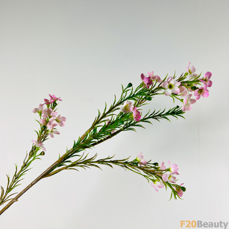 Hoa thanh liễu lá kim màu tím