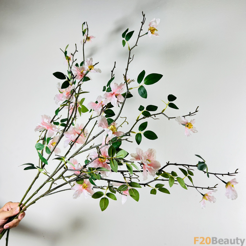 Sắc hồng nhạt tinh khôi: Hoa trà Camellia nở rộ trong màu hồng đáng yêu