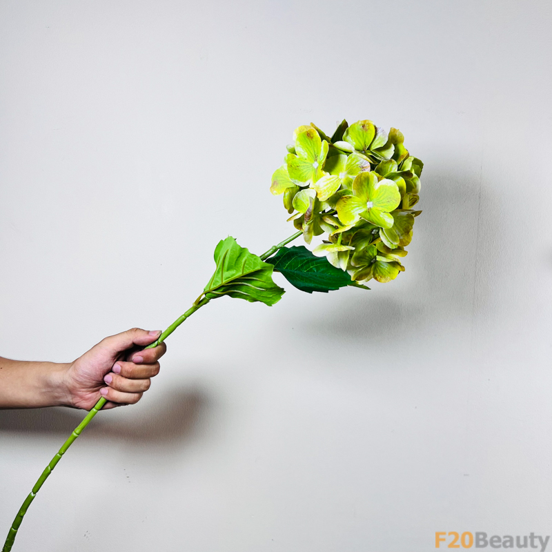 Hoa Tú Cầu Macrophylla: Sắc Xanh Mát Lành và Thư Thái