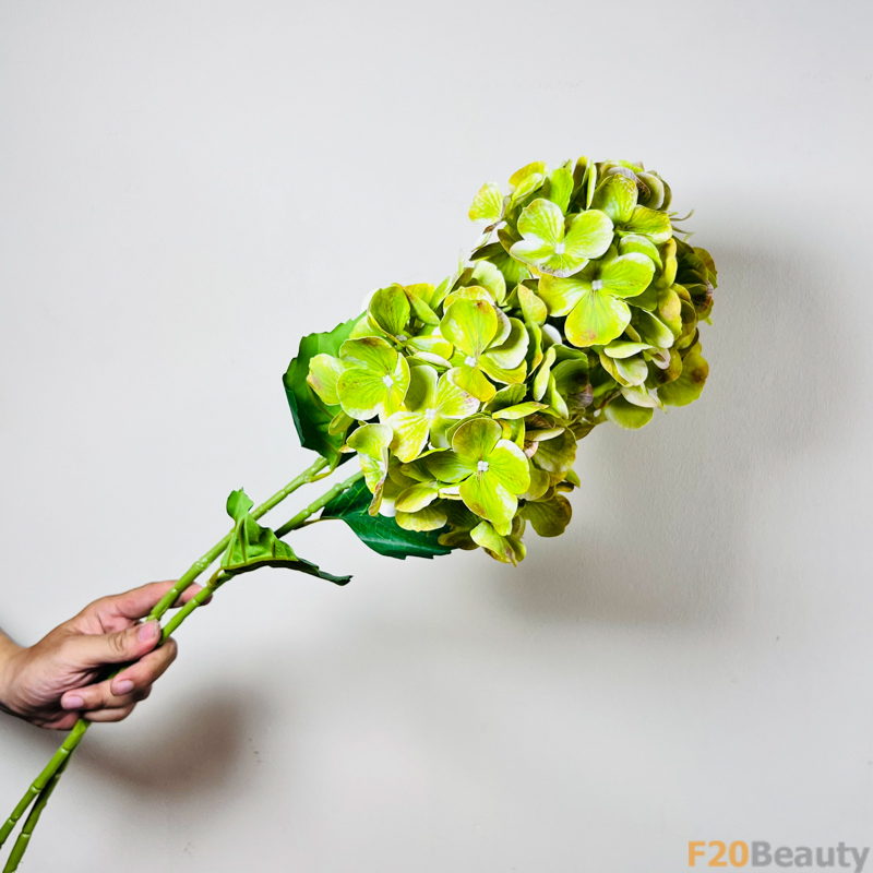 Hoa Tú Cầu Macrophylla: Sắc Xanh Mát Lành và Thư Thái