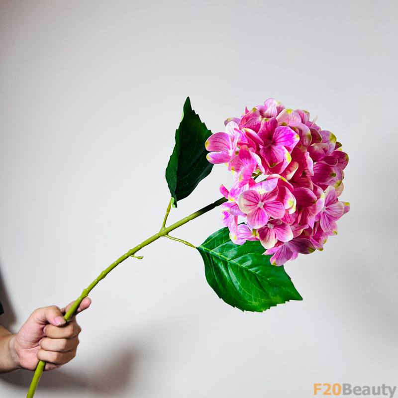 Hoa tú cầu Macrophylla - Vẻ đẹp thanh tao của tự nhiên