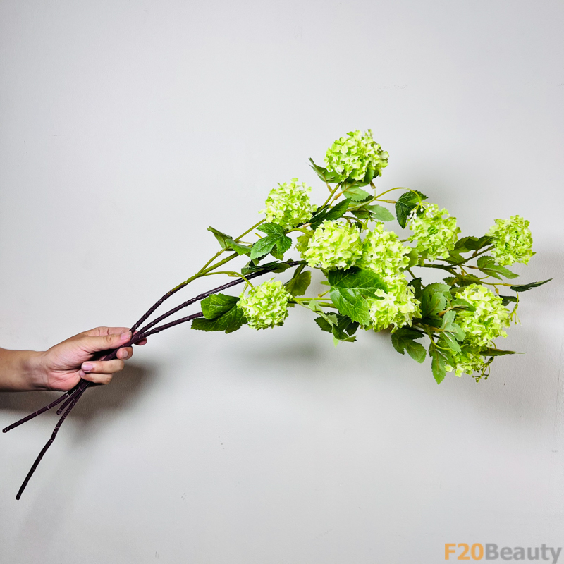 Màu xanh lá cây thanh khiết: Cẩm tú cầu xanh mang lại sự sảng khoái cho mọi khoảnh khắc