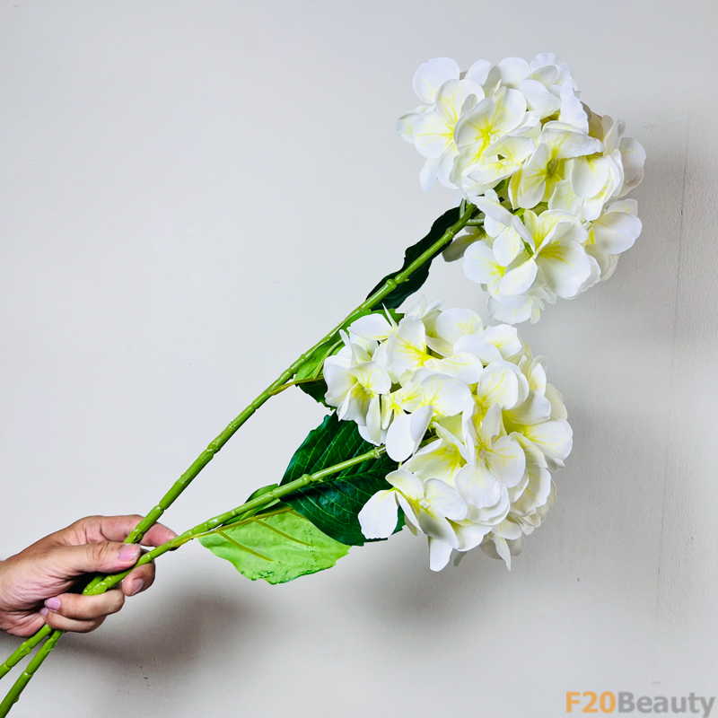 Hoa Tú Cầu Macrophylla: Sắc Trắng Nổi Bật và Quyến Rũ