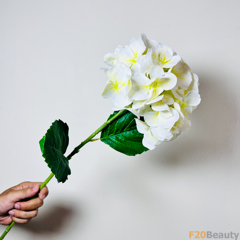 Hoa tú cầu Macrophylla - Lời xin lỗi chân thành