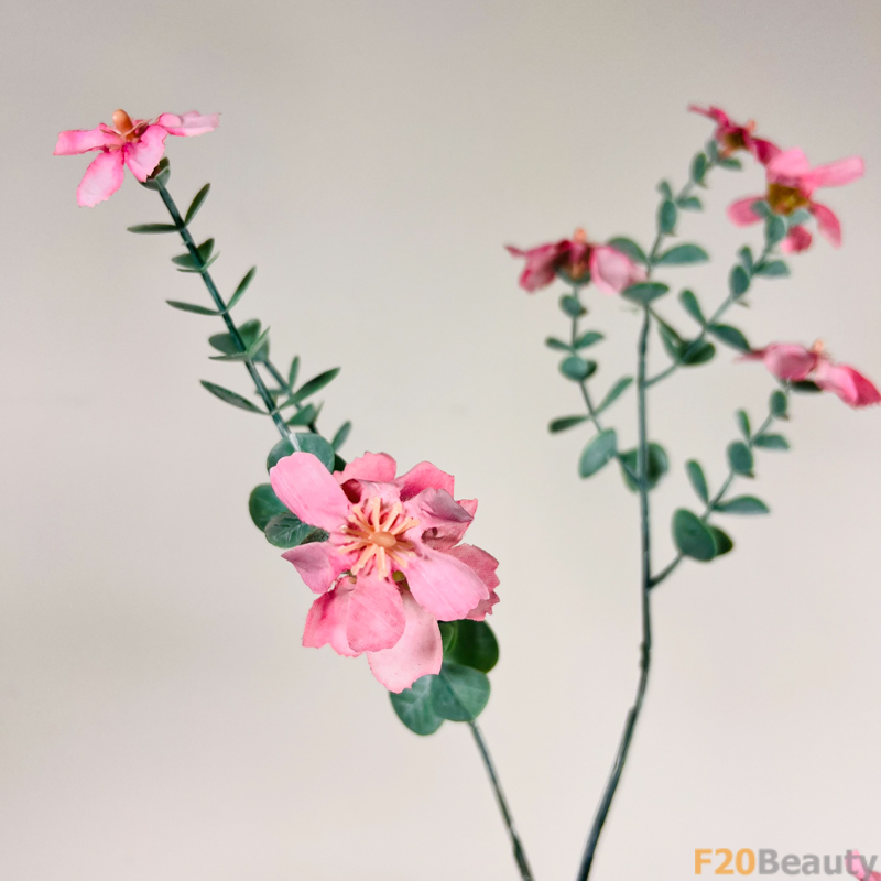 Sắc hồng nhạt tinh tế: Khám phá vẻ đẹp của hoa mộc qua Chaenomeles