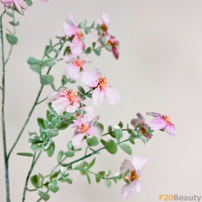 Hương thơm và sắc đẹp: Mộc qua Chaenomeles màu hồng Blush