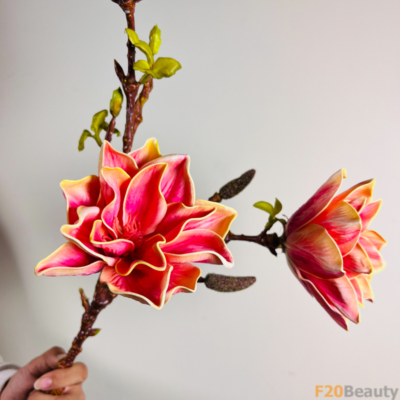 Hoa mộc lan màu hồng cam