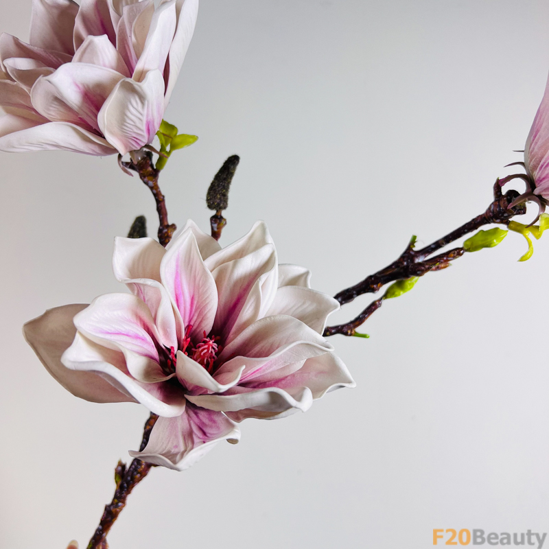 Hoa mộc lan màu hồng tím