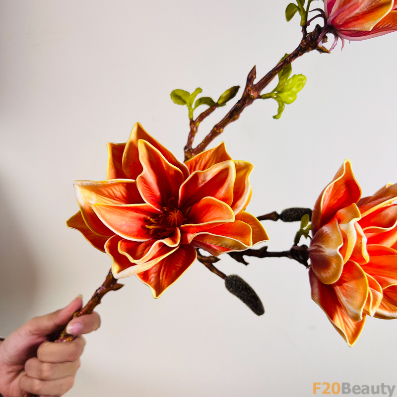 Hoa mộc lan màu cam