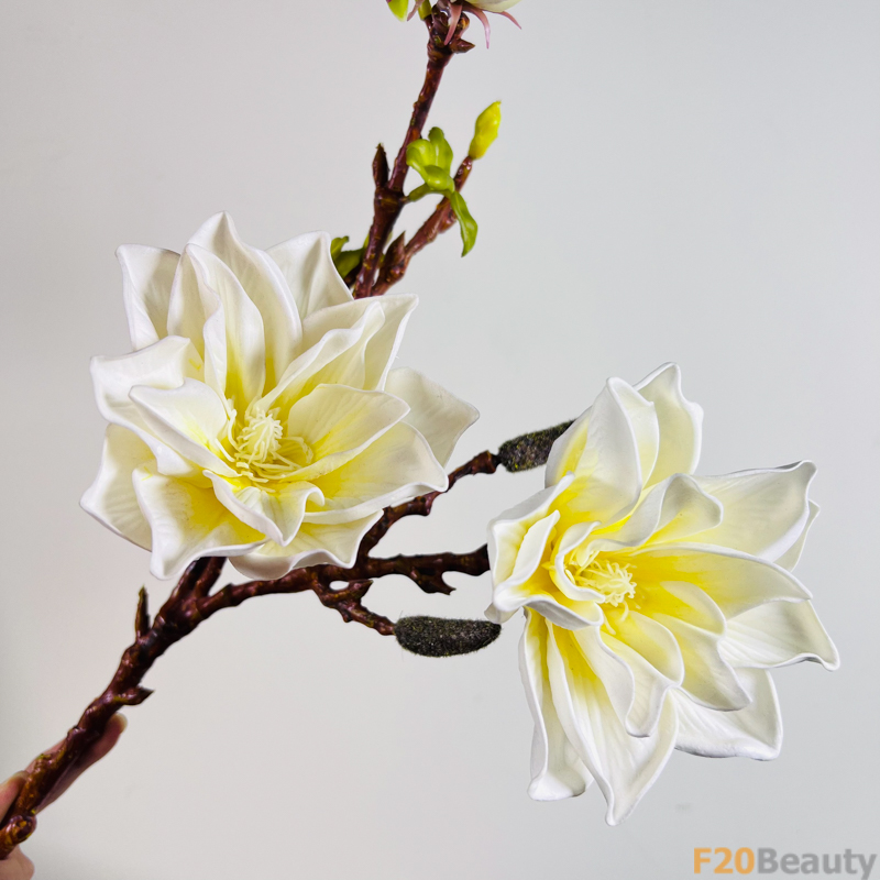 Hoa mộc lan màu trắng