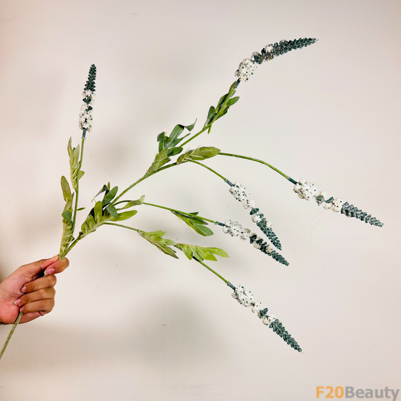 Lavender Trắng: Vẻ Đẹp Dịu Dàng và Tinh Tế