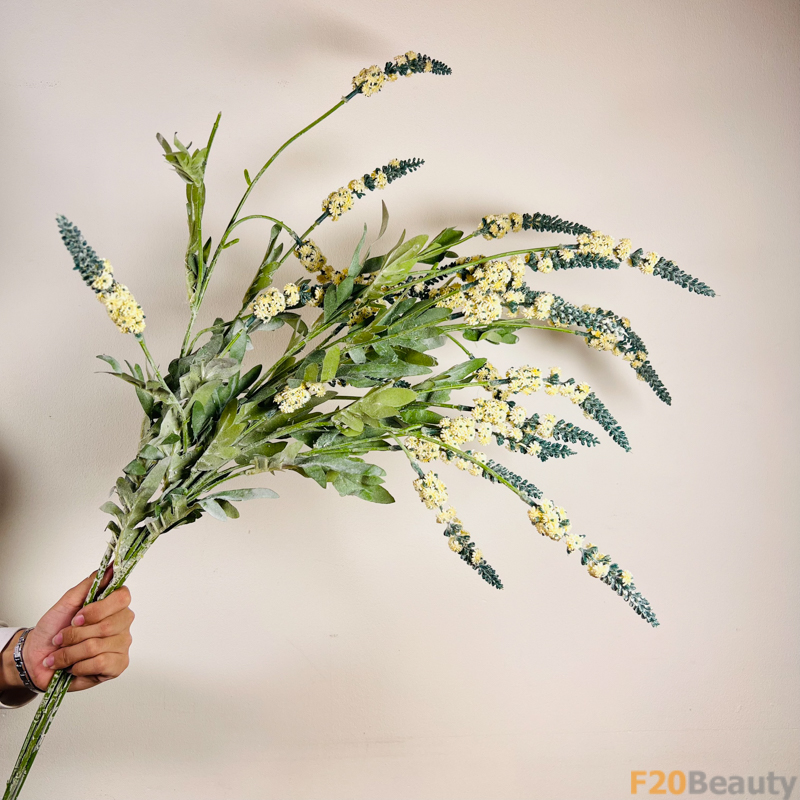 Lavender Vàng: Sự Quyến Rũ Tinh Tế