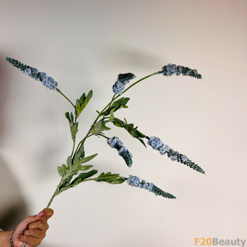 Lavender Xanh Dương: Sự Phấn Khích và Mê Hoặc Trong Vườn