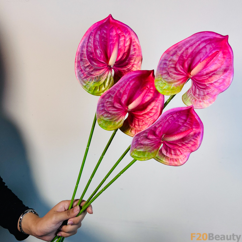 Hoa Hồng Môn Hồng Đậm: Vẻ Đẹp Nồng Nàn và Quý Phái