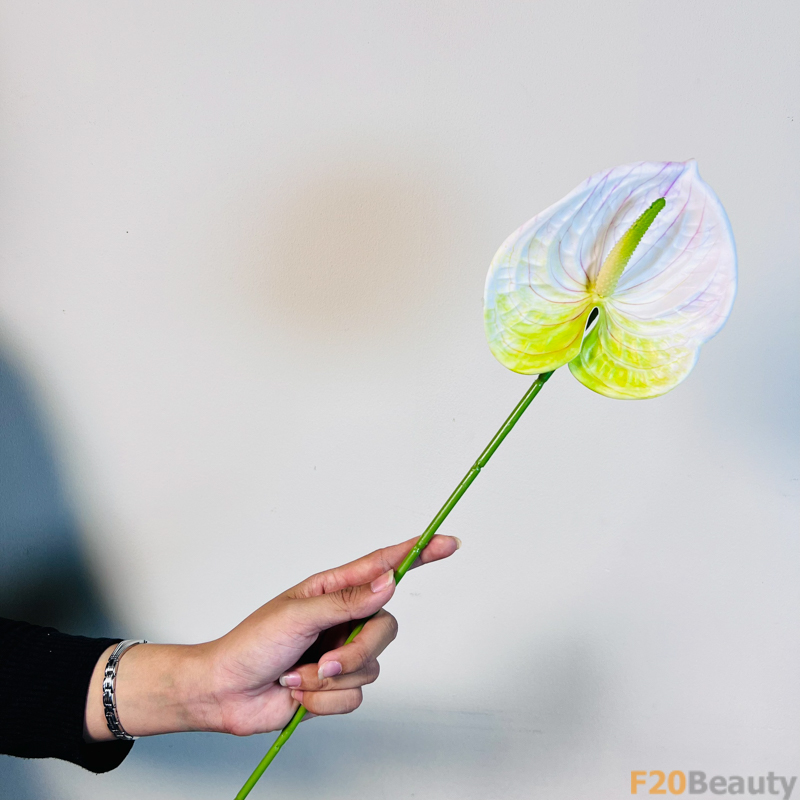 Tươi Mát và Phong Cách: Hoa Hồng Môn Xanh Dương