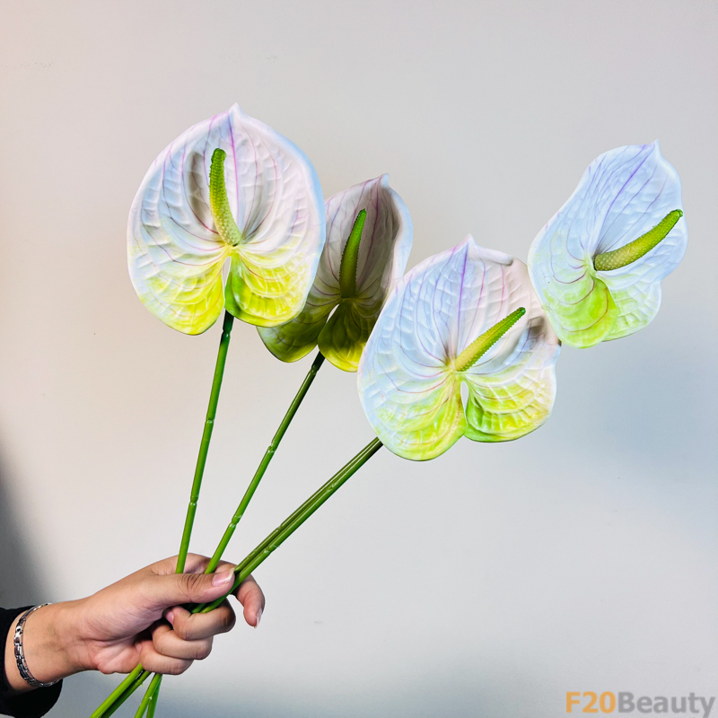 Hoa Hồng Môn Xanh Dương: Sắc Hoa Tươi Mát Trong Sự Độc Đáo