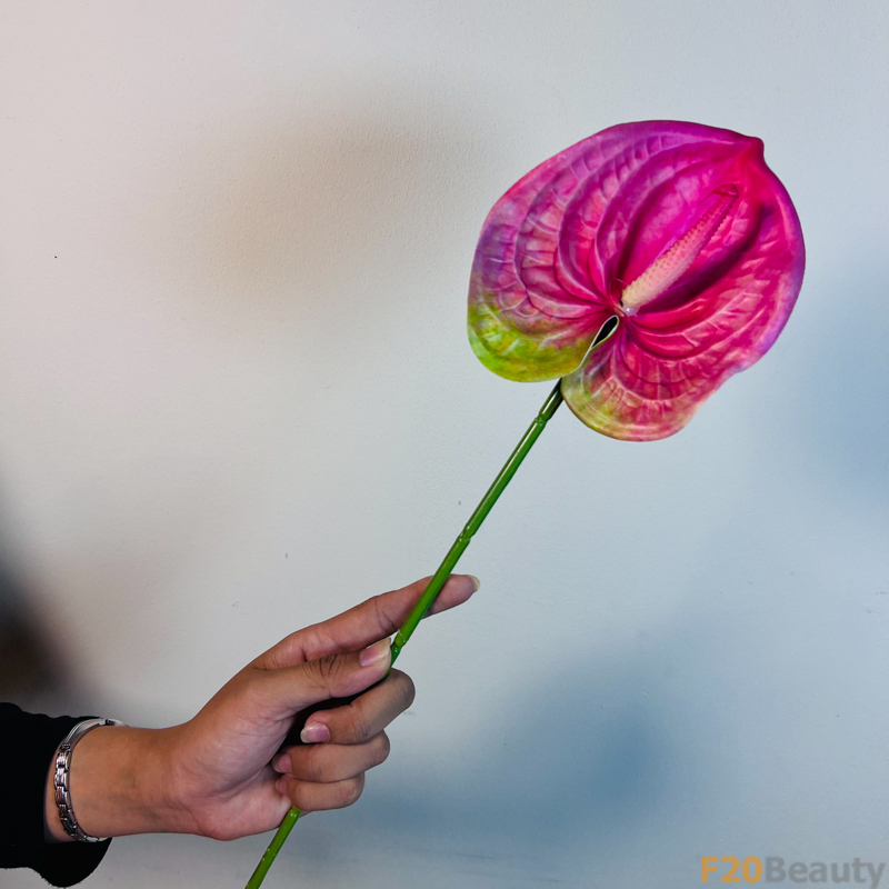 Nét Quyến Rũ Tinh Tế: Hoa Hồng Môn Hồng Đậm