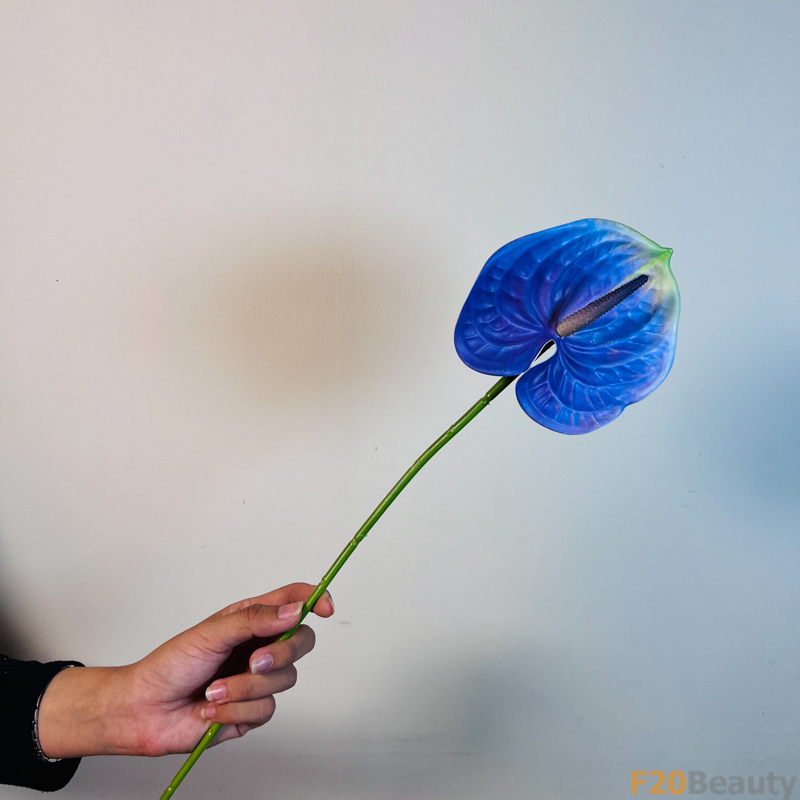 Hoa Hồng Môn Xanh Dương Đậm: Vẻ Đẹp Độc Đáo và Quyến Rũ