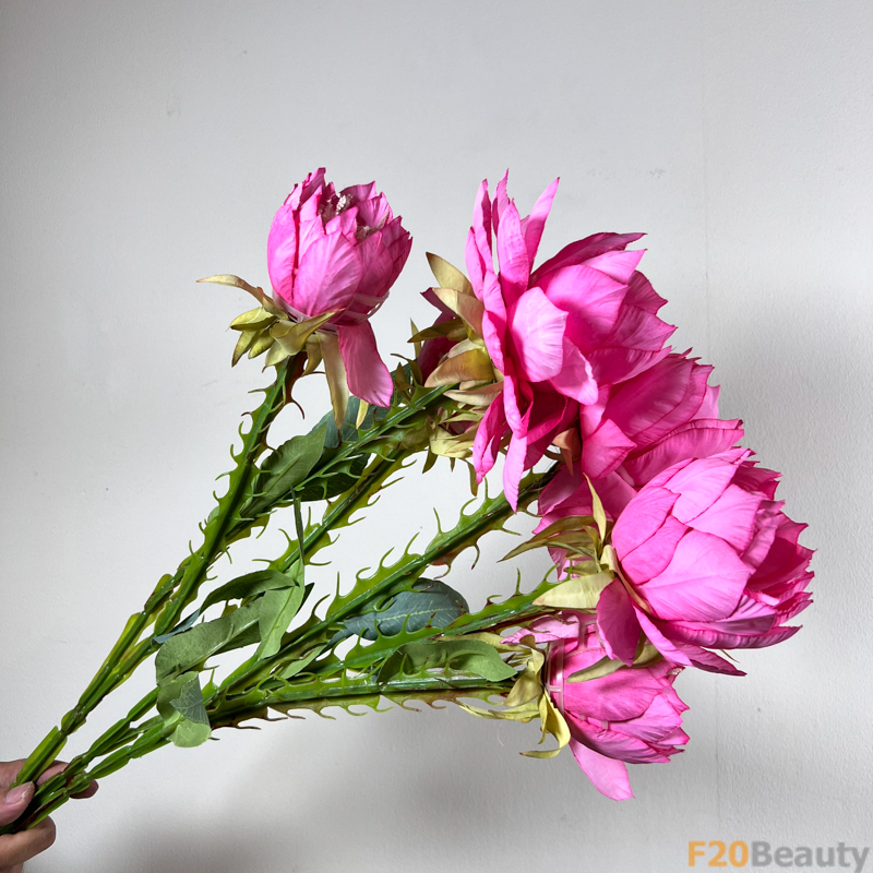 Hoa Xương Rồng Hồng Đậm: Sự Quyến Rũ Đầy Mê Hoặc