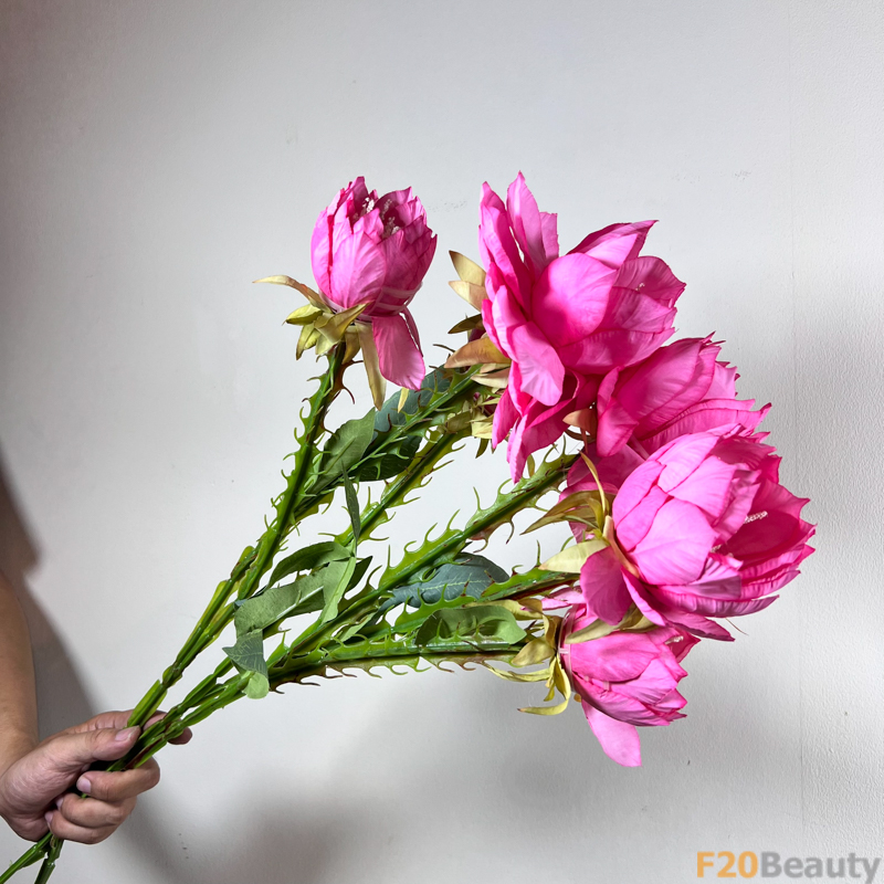 Hoa xương rồng Echinopsis màu hồng đậm