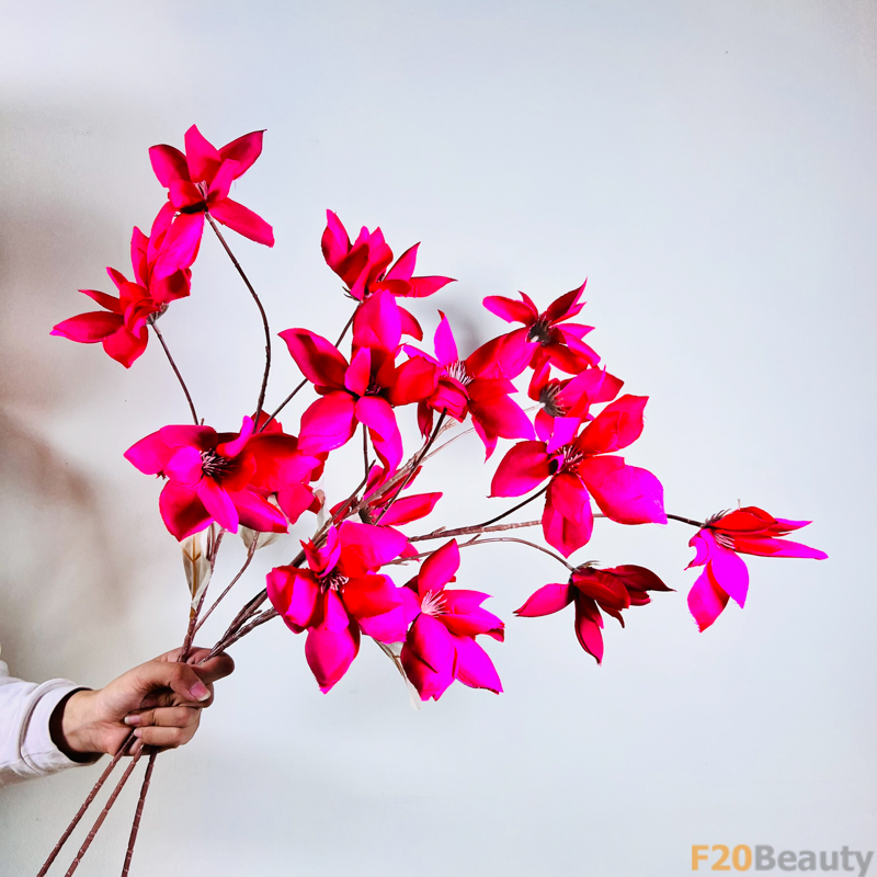 Hoa Tiên khách lai Cyclamen Repandum màu hồng đậm