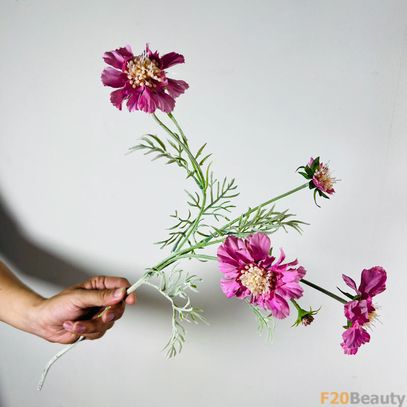 Hoa Scabiosa: Sự Tươi Mát và Phong Cách Tinh Tế