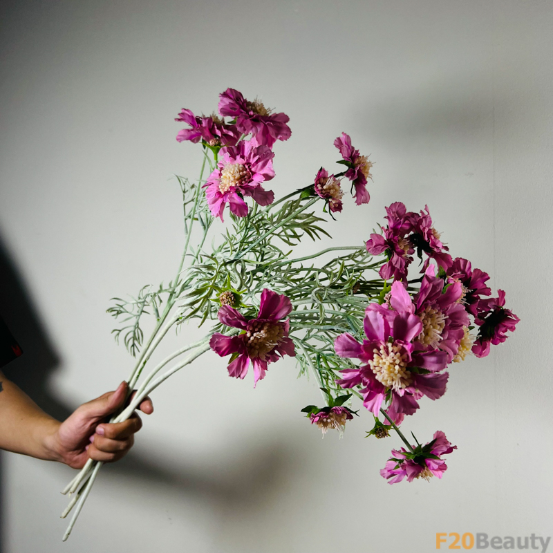 Sự Quyến Rũ Tự Nhiên: Hoa Scabiosa Mang Lối Riêng