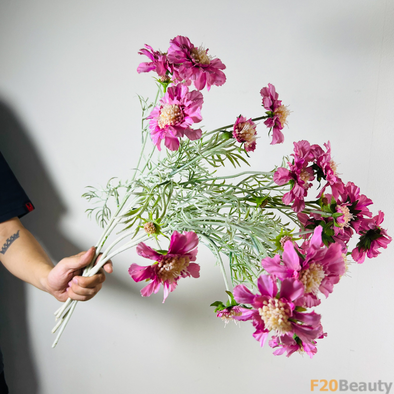 Hoa Scabiosa màu hồng đậm