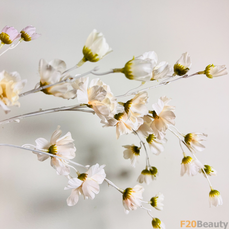 Hoa lồng đèn Jollies Riems màu be