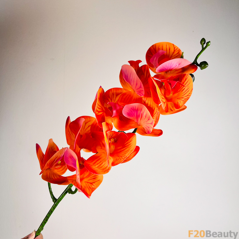 Sự Sang Trọng và Quyến Rũ: Hoa Lan Hồ Điệp Màu Cam Tinh Tế
