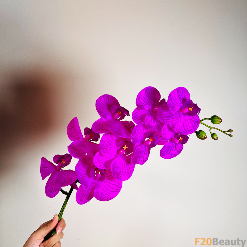 Sự Kiêu Sa và Mạnh Mẽ: Hoa Lan Hồ Điệp Tím Trong Vườn