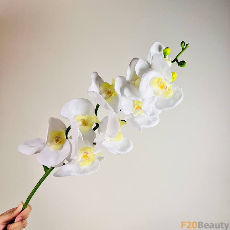 Hoa Lan Hồ Điệp Màu Trắng: Vẻ Đẹp Tinh Tế và Đầy Mê Hoặc Trên Cành