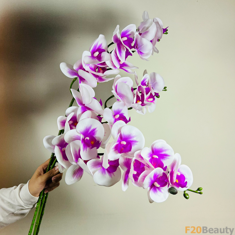 Sự Huyền Bí và Tinh Tế: Hoa Lan Hồ Điệp Trắng Tím Nổi Bật