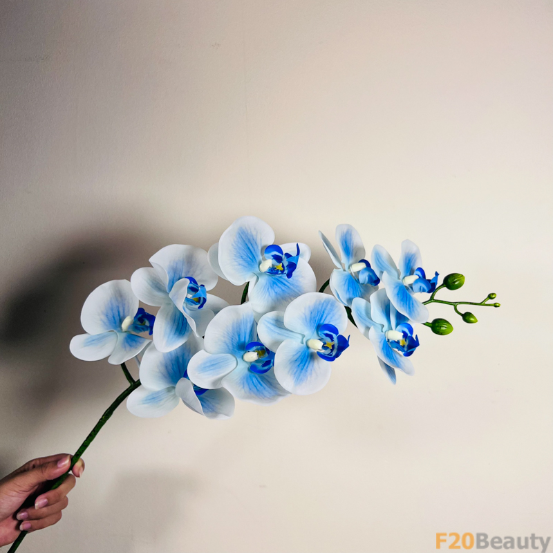 Hoa Lan Hồ Điệp Màu Xanh: Sự Kiêu Sa và Phong Cách Trong Vườn