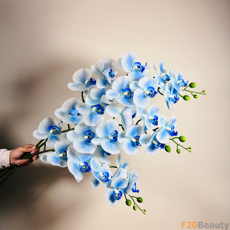 Hoa lan hồ điệp màu xanh