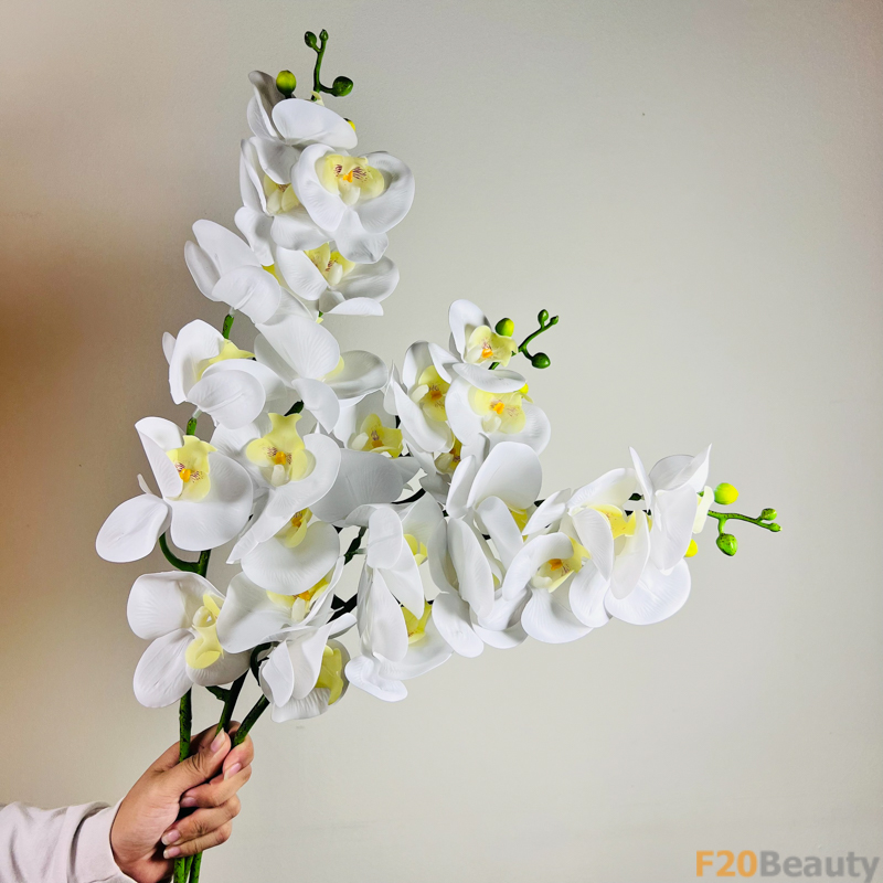 Hoa lan hồ điệp màu trắng