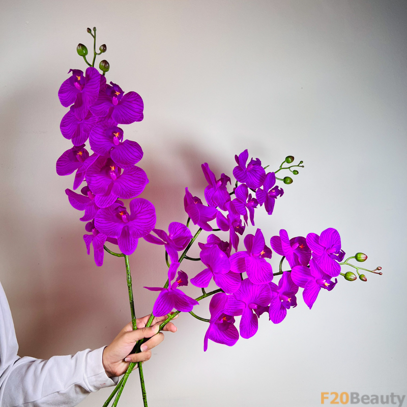 Hoa lan hồ điệp màu tím