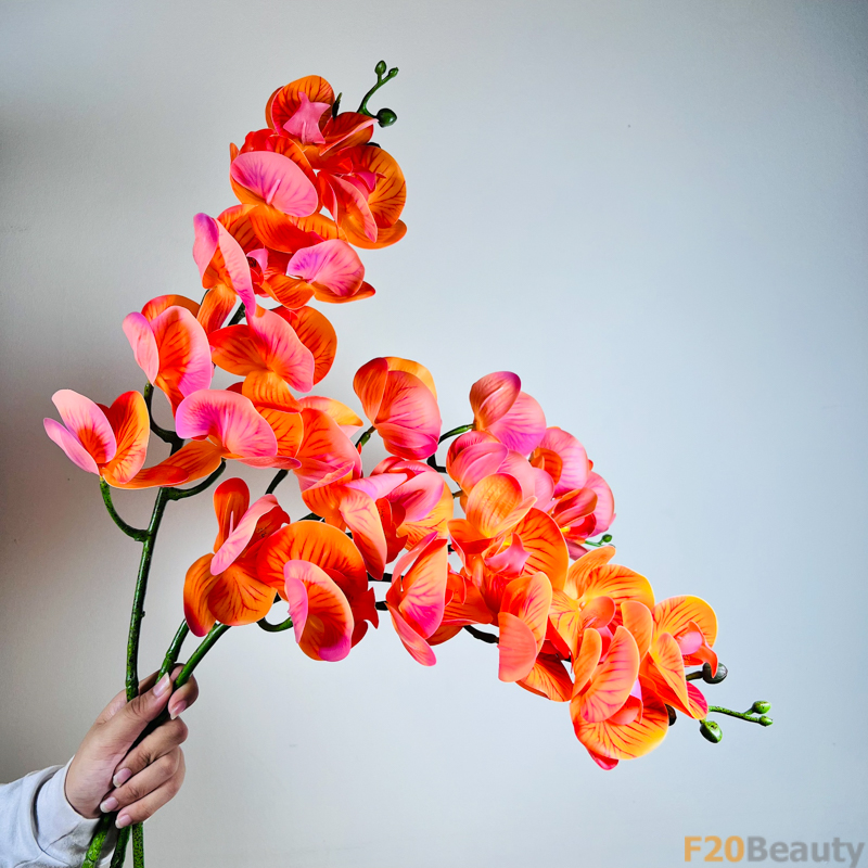 Hoa lan hồ điệp màu cam