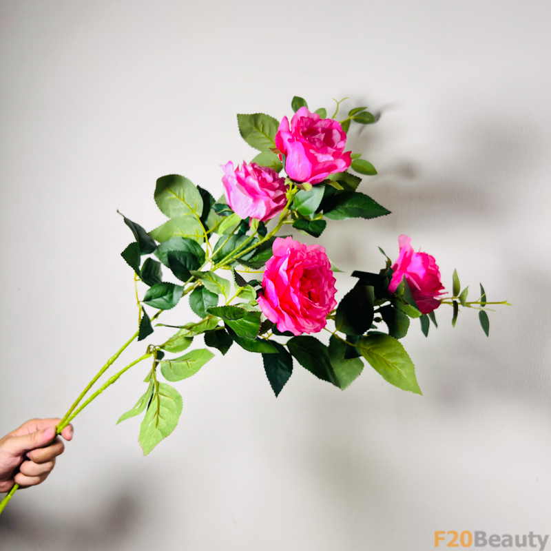 Hoa hồng Rosa Centifolia Muscosa màu hồng đậm