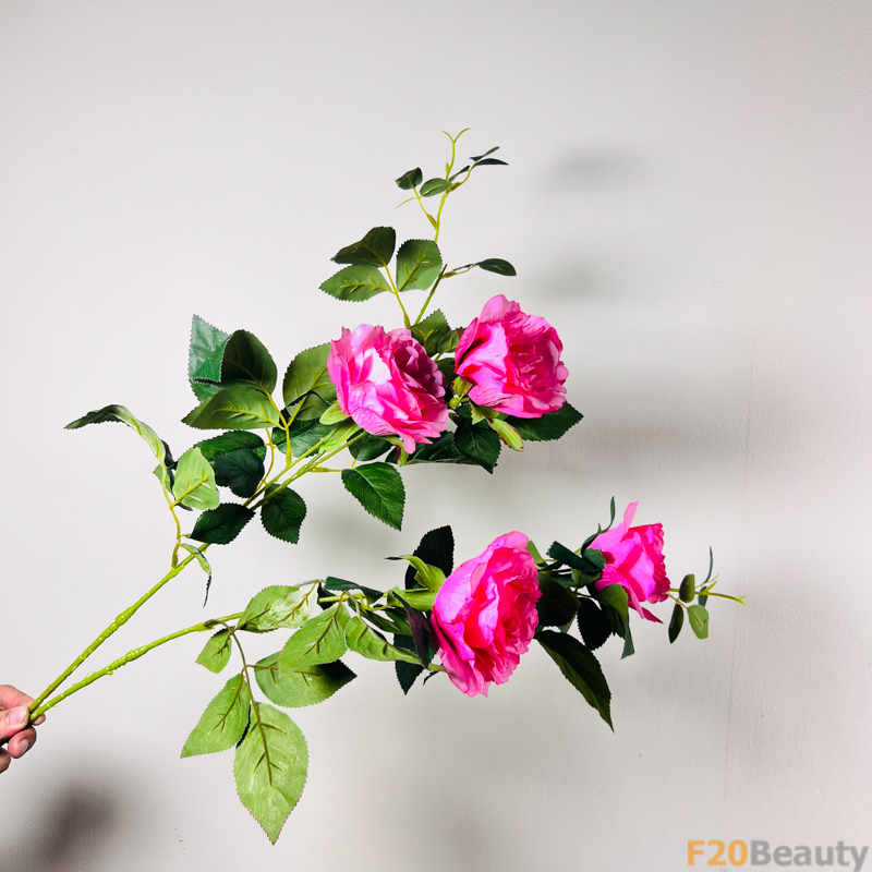 Hoa Hồng Rosa Centifolia Muscosa Hồng Đậm: Sự Sang Trọng và Phong Cách Trong Vườn
