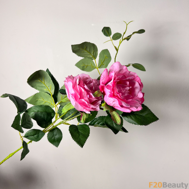 Nét Đẹp Tinh Tế: Hoa Hồng Rosa Centifolia Muscosa Hồng Đậm
