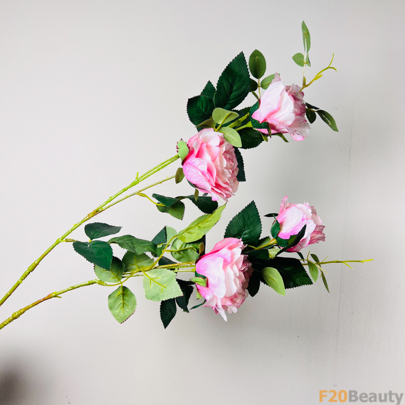 Hoa Hồng Rosa Centifolia Muscosa Hồng Nhạt: Sự Tinh Khoảnh Khắc và Quyến Rũ