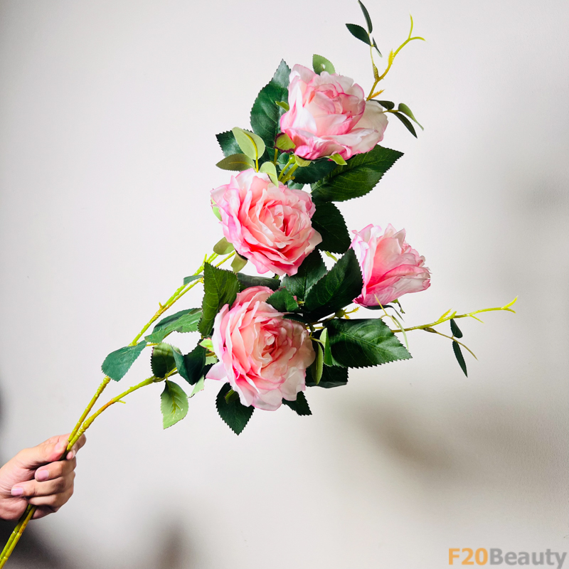 Sự Phong Cách và Quyến Rũ: Hoa Hồng Rosa Centifolia Muscosa Hồng Nhạt Trong Vườn