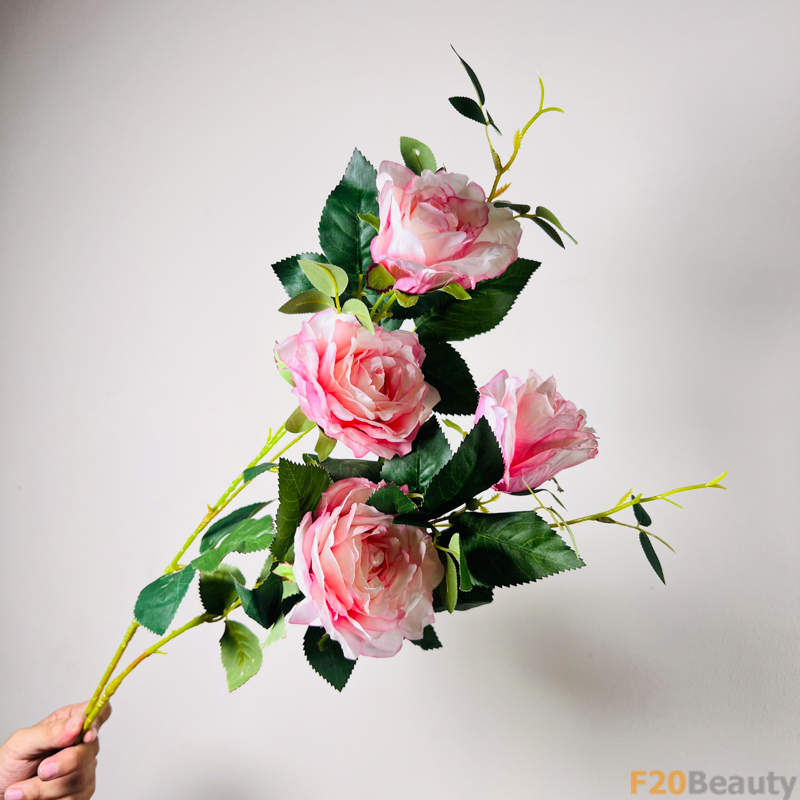 Hoa Hồng Rosa Centifolia Muscosa Hồng Nhạt: Vẻ Đẹp Tinh Tế và Mê Hoặc