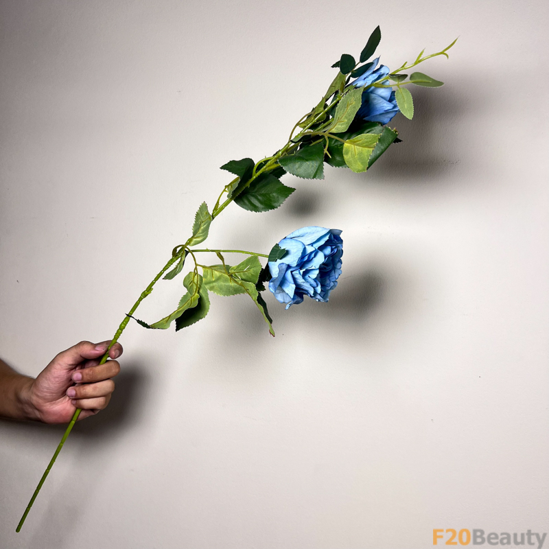 Nét Đẹp Tinh Tế: Hoa Hồng Rosa Centifolia Muscosa Màu Xanh Mang Lối Riêng