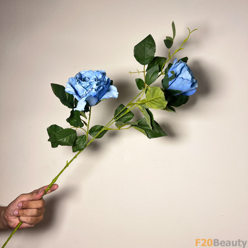 Hoa Hồng Rosa Centifolia Muscosa Màu Xanh: Sự Tươi Mát và Quyến Rũ Trên Cành